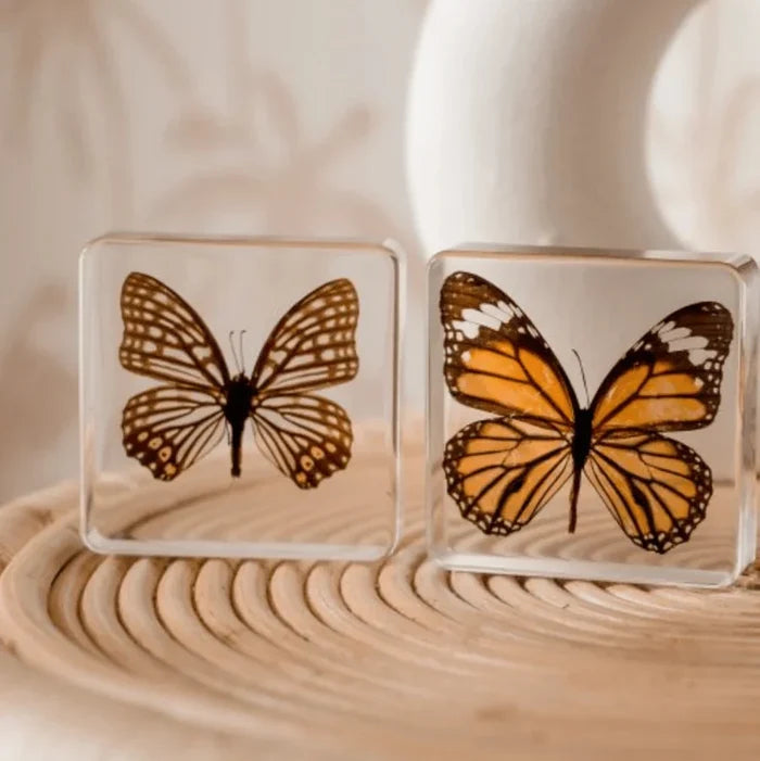 Two butterfly figurines in clear cases on a wooden surface