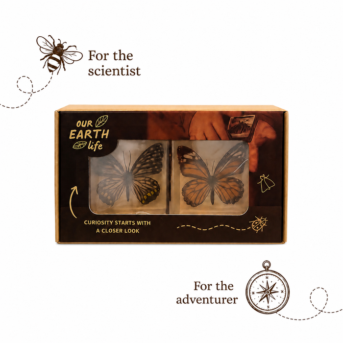 Butterfly Specimen Pair