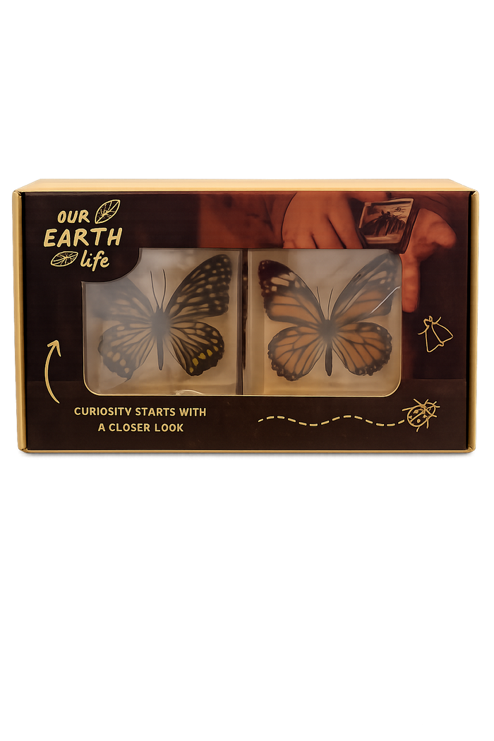 Butterfly Specimen Pair