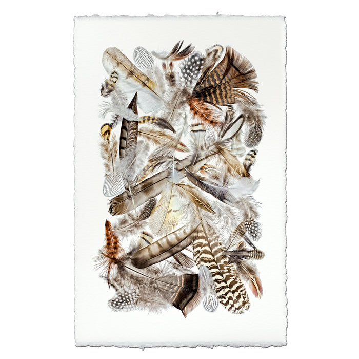 Collective Feathers