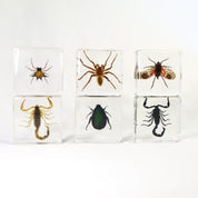 Set of six insects on a white background