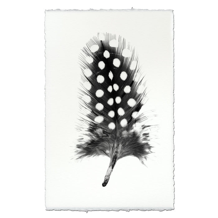 Feather Study #1 (Guinea Fowl)