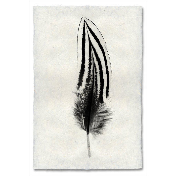 Feather Study #2 (Silver Pheasant) black and white wall art print — fine art black and white photography on handmade paper, San Francisco