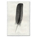 Feather Study #4 (Dove) black and white wall art print — fine art black and white photography on handmade paper, San Francisco