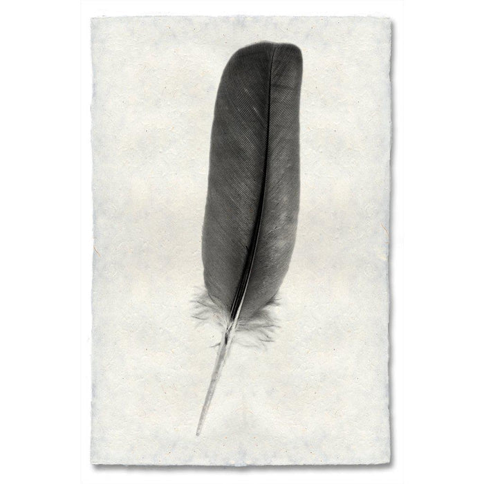 Feather Study #4 (Dove) black and white wall art print — fine art black and white photography on handmade paper, San Francisco