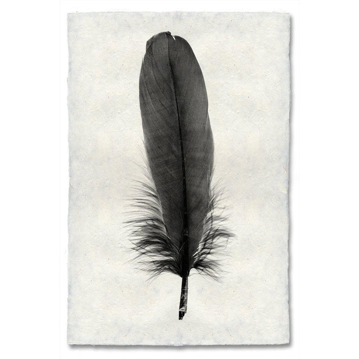 Feather Study #6 (Goose) black and white wall art print — fine art black and white photography on handmade paper, San Francisco