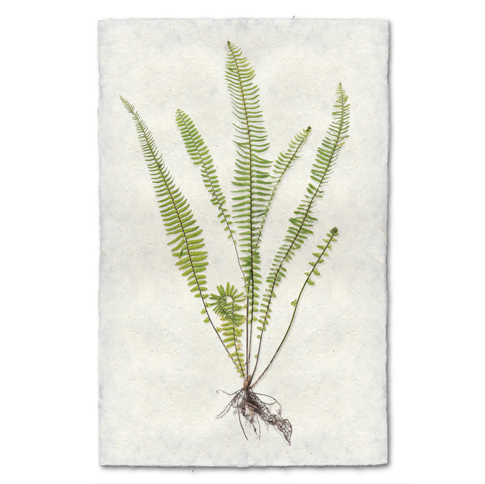 Sword Fern