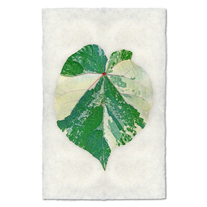 Tropical Leaf #2